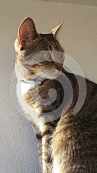 Portrait of a cat. Head, eye, ears, hair