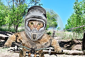 Portrait of a cat in a helmet on a bicycle