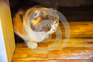 Portrait of  cat isolated with blur background. Beautiful feline cat at home