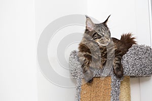 Portrait of a cat that is lying on a couch.