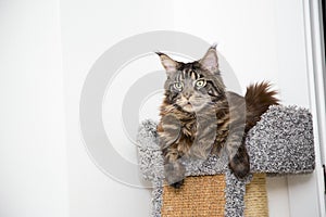 Portrait of a cat that is lying on a couch.