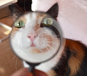 Portrait of a cat with magnifier