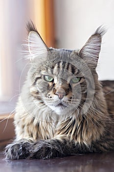 Portrait of cat of maine coon breed laying on the windowsill. Big and fluffy domestic pet with green eyes and expressive look righ