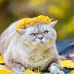 Cat crowned flower chaplet and lying on fallen leaves