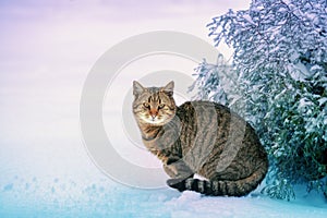 Portrait of a cat outdoors in snowy winter