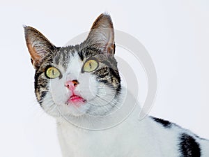 Portrait of a Cat over White