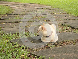 Portrait of the cat in the prak