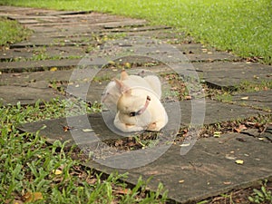 Portrait of the cat in the prak