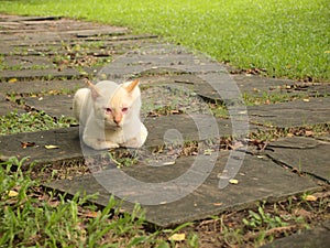 Portrait of the cat in the prak