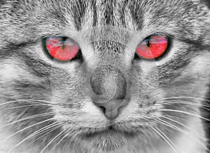 Portrait of a  cat with red eyes