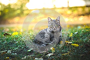 Portrait of cat on a saturated bright autumn background