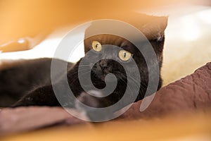 Portrait of a cat. scottish , Shorthair cat . The sight of a cat. Cat`s eye.