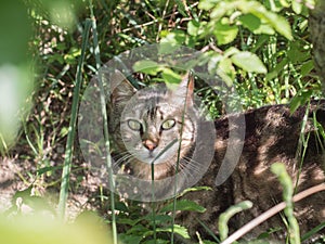 Portrait of a cat in the shade among the leaves