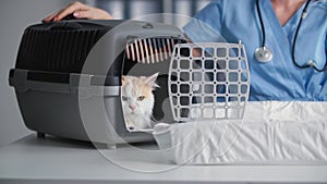 portrait of cat sitting in carrier in medical office for a medical examination, a female veterinarian closes carrier