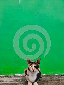 Portrait cat sitting in the floor with green wall background