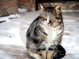 portrait of a cat sitting on the porch near the door in winter