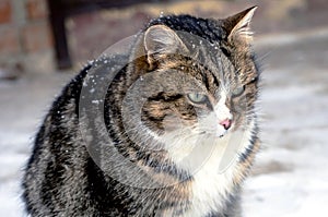 portrait of a cat sitting on the porch near the door in winter