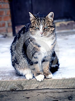 portrait of a cat sitting on the porch near the door in winter