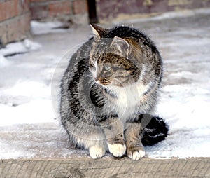 portrait of a cat sitting on the porch near the door in winter