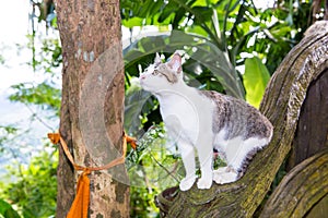 Portrait of cat sitting on tree at summer