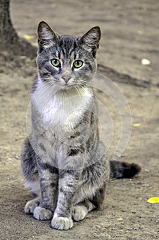 Portrait of a cat sitting under a tree