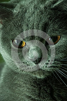 Portrait of a cat. Sleek cat muzzle. Breed cat - British Shorthair. Serious cat.
