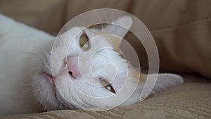 Portrait of cat sleeping with open eyes convulsing