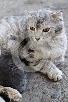 Portrait of a cat with small ears and with little kitten