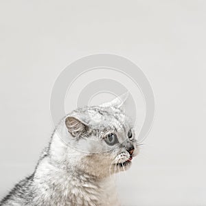 Portrait of a cat with a sticking out tongue, light gray background, copy space