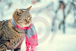 Portrait of a cat wearing scarf