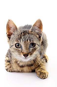 Portrait of a cat on white background