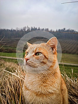 Portrait of a cat on a winter day