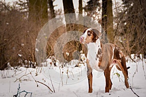 Portrait of Catahoula Leopard Dog.