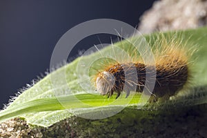 Portrait of a catepillar, larva