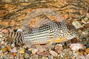 Portrait of catfish Corydoras sterbai in aquarium