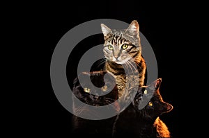 portrait of a cats on a black background cute animal studio