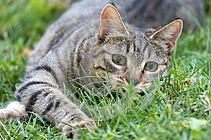 Portrait of cats playing in a garden