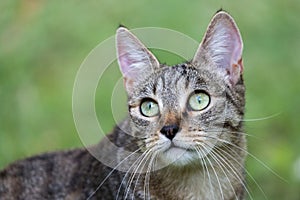 Portrait of cats playing in a garden