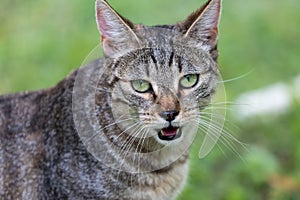 Portrait of cats playing in a garden