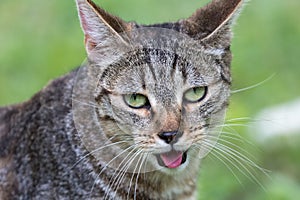 Portrait of cats playing in a garden