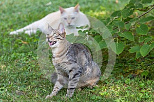 Portrait of cats playing in a garden