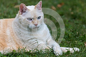 Portrait of cats playing in a garden