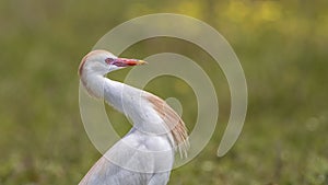 Portrait of Cattle Egret