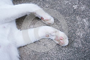 Portrait of catâ€™s paws.Lovely cat feet