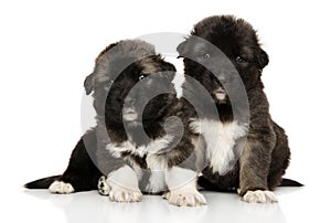 Portrait of Caucasian shepherd puppies