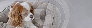 Portrait of a Cavalier cute puppy. Banner, dog on grey background. Copy space