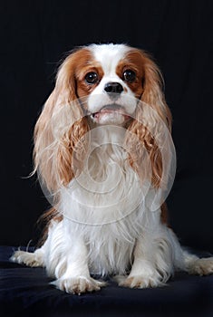 Portrait of a Cavalier King Charles Spaniel dog.