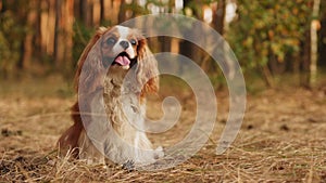 Portrait of Cavalier King Charles Spaniel in the park