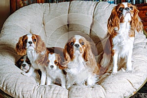 Portrait of Cavalier King Charles Spaniels family rest on chair together. Black-white doggy sleep behind reddish dogs.