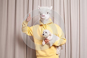 Portrait of ceative lama person in yellow hoodie holding little white dog showing thumb up on beige studio wall background